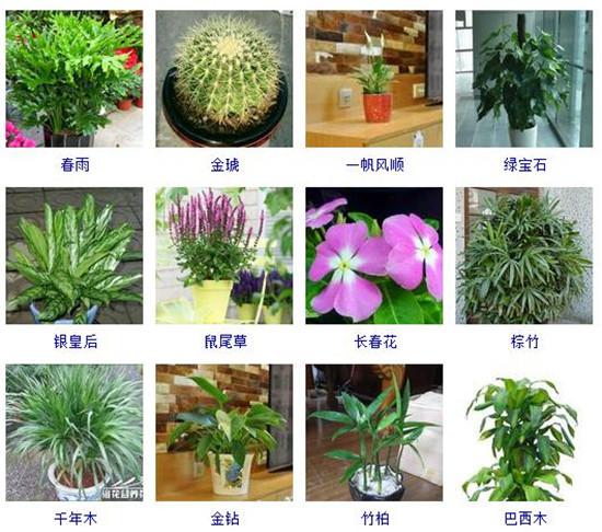 96种室内植物图片及名称室内植物品种大全图片