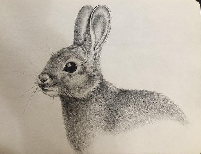 临摹素描兔子