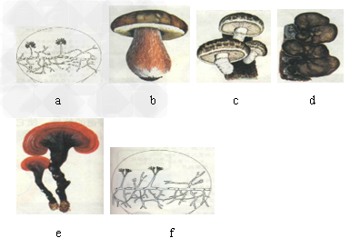 如图是香菇,木耳,牛肝菌,青霉,曲霉,灵芝6种真菌的示意图,请观察并