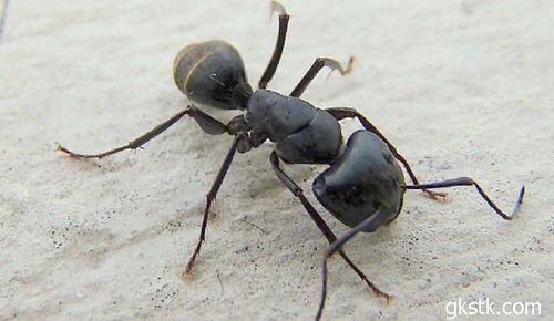 写蚂蚁的观察日记