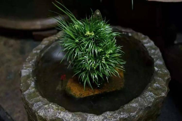 菖蒲的味道清新, 有种乡野之气, 吸入腹中不觉一阵清气上扬.