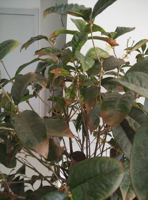 盆栽桂花叶子叶尖干枯?