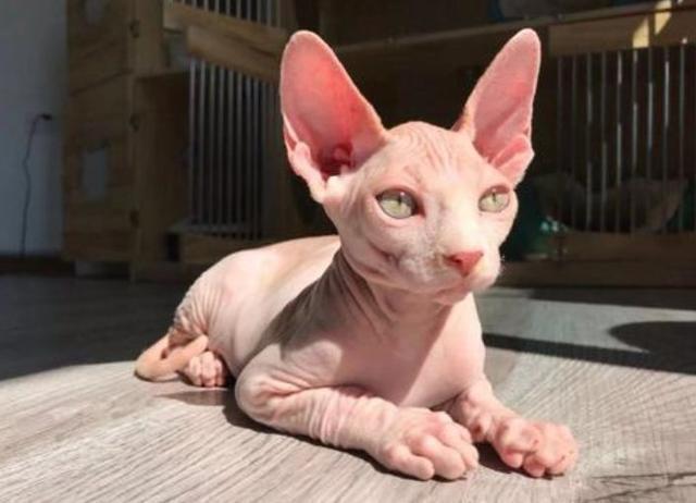 记忆力也很好,对主人很忠诚,俗称"小狗"猫,它们长得"丑",内心却很温柔