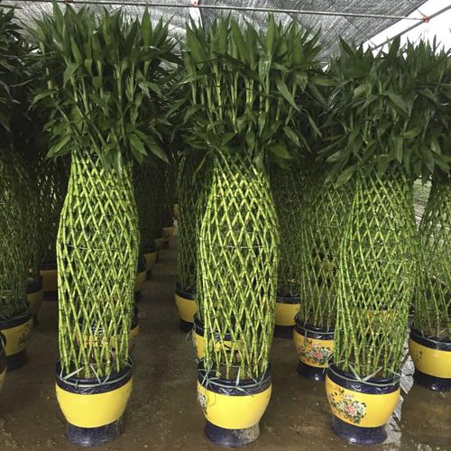 富贵竹笼盆栽大堂大厅大型植物会议室大型绿植