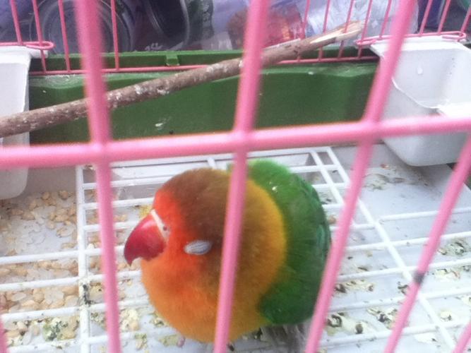 牡丹鹦鹉不爱吃食"整天睡觉"毛乱乱的怎么回事