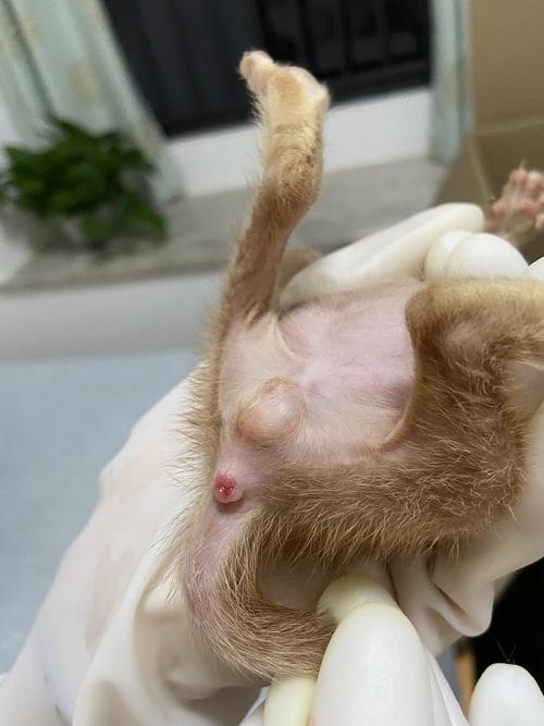 【求助】小猫咪屁屁这样子是脱肛了吗