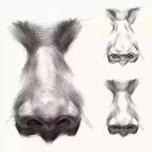 素描全面解析鼻子特征年龄各角度的画法