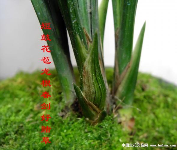 (开店感恩回馈大酬宾)短鼓花苞龙根春剑好赌草