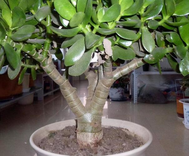 天冷养玉树盆栽,满足3条件,加速木质化成老桩