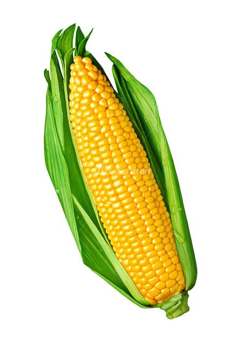 sweet corn illustration by jean charle
