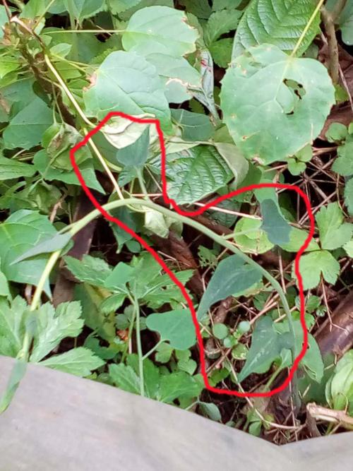 这是贵州的一种中草药,当地人叫它"蛇莲",但是在相关的药典及网上都找