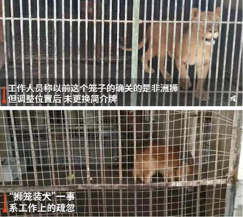 男子在动物园狮笼里发现一只金毛