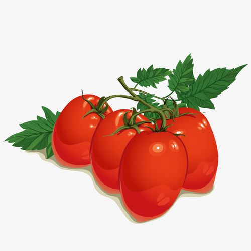 卡通手绘水彩红色的圣女果