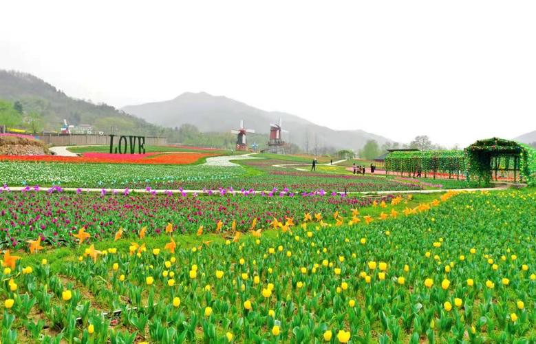 【河南醉美春色】信阳固始:百万株郁金香花海山谷绽放