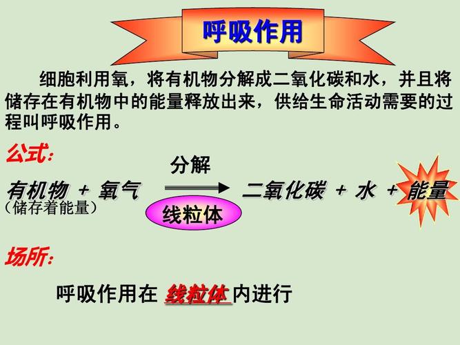 七年级上册生物第三单元第五章第二节绿色植物的呼吸作用ppt