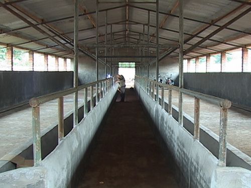 养殖良种肉牛,牛舍怎样建造实用