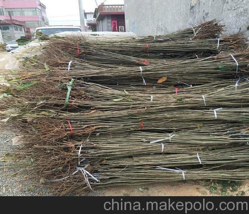 羊毛栗板栗树苗