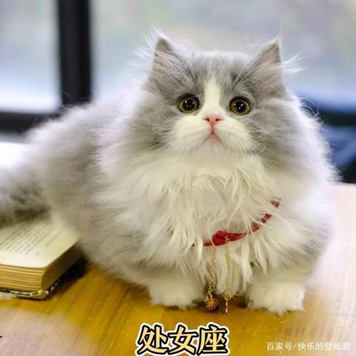 「十二星座」:十二星座专属宠物猫