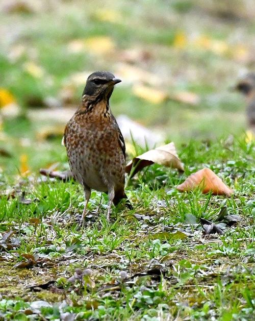 绿草地上的白眉歌鸫("两湖一河"拍鸟35)