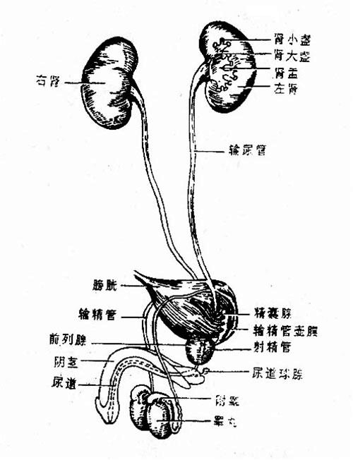 医学笔记:人体解剖学之泌尿系统