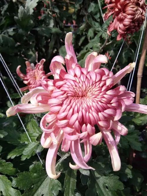 秋日赏菊正当时——白银花村·顾家善邀您来!