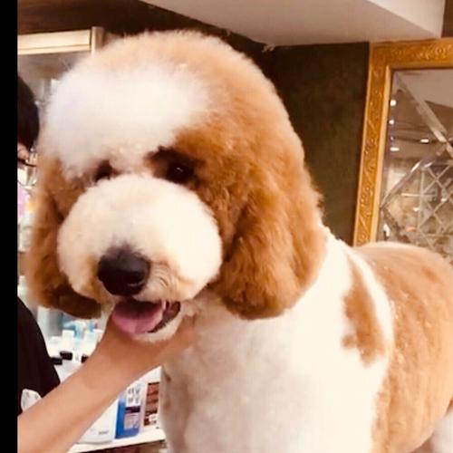 红白花巨贵大王