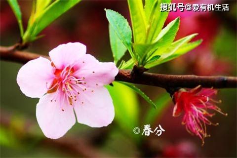 春分时节坚持7个饮食原则保健康让你远离疾病