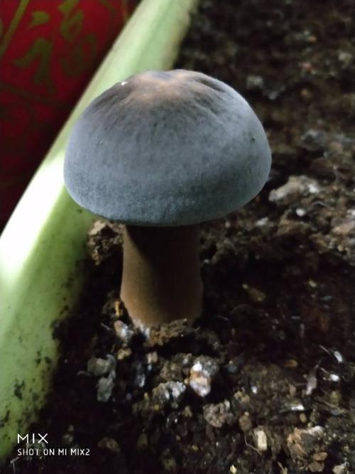 这些种黑色的蘑菇叫什么,能食用吗