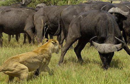 野牛群被狮群逼上绝路 暴怒之下围堵狮子