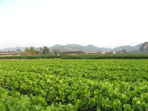 供应重庆蔬菜基地之二 重庆蔬菜公司专业蔬菜配送