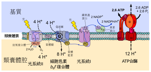 类囊体膜光合作用的电子传递链.