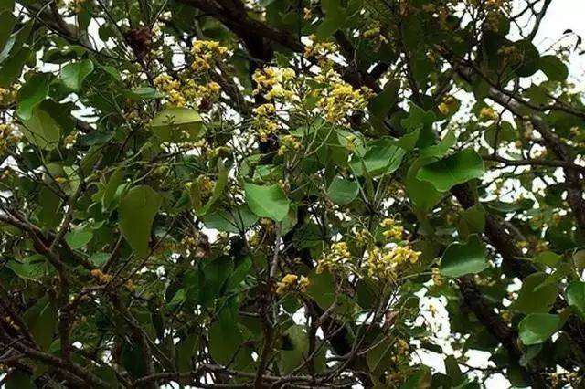 15块一盆的小叶紫檀树苗,买回来后惊呆了!