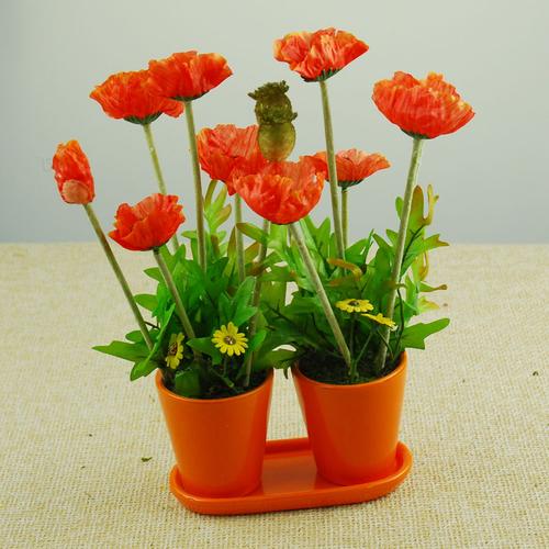 虞美人-植物租赁