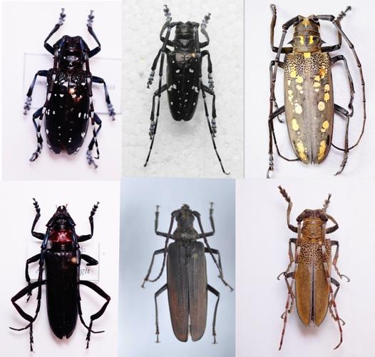 植物保护 植保预测预报    上海地区常见的天牛种类主要有星天牛,光肩