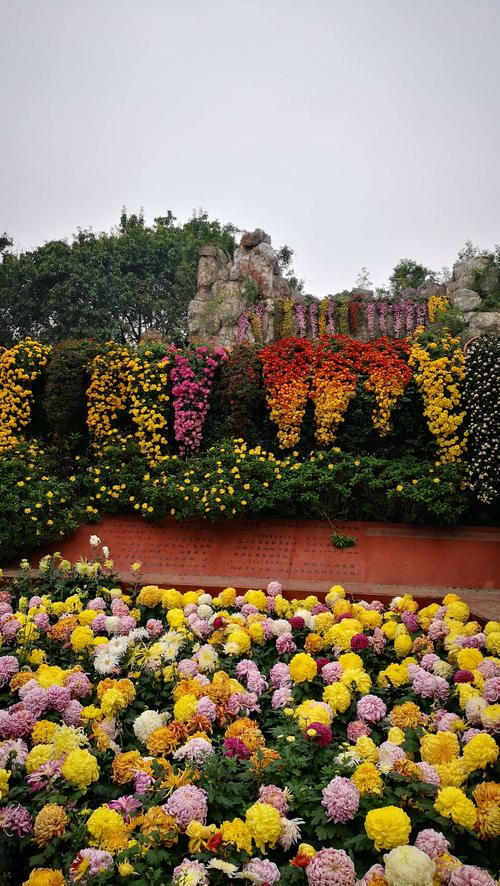 其它 立冬赏菊(上)(原创) 写美篇立冬之日,我和