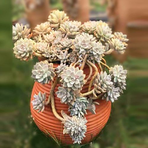 超大型淡雪老桩多肉植物稀有品种绿植多肉植物