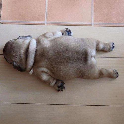 小可爱,奶萌时期的法斗,简直萌炸了 #搞笑