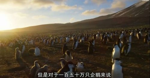《地球脉动》第二季图片剪辑(副本)