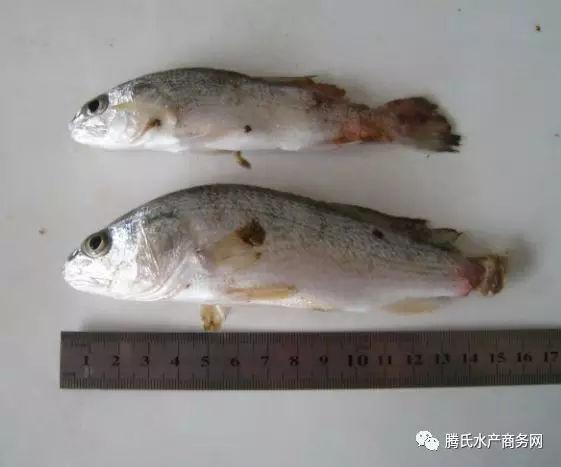 美国红鱼,尖吻鲈,黄鳍鲷,红鮋等海水鱼水霉病非常严重,有时5‰～6‰的