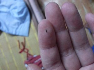 编辑  跳蚤是小型,无翅(由于长期寄生在宿主上翅膀已经退化),善跳跃的