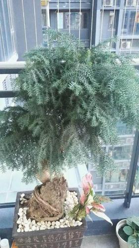 精品澳洲杉盆景抱石富景