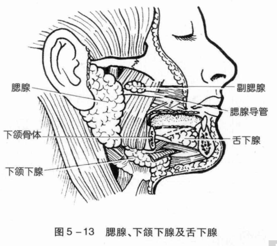 腮腺的应用解剖