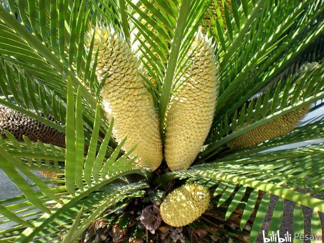 浅谈苏铁类的形态特征下