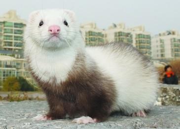 养安格鲁(雪貂)前需要知道的常识