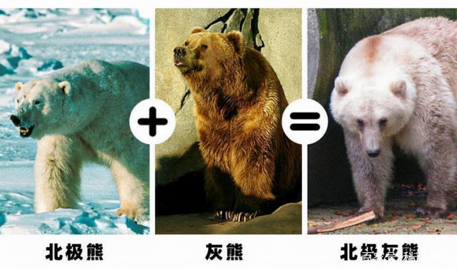 这头奇怪的北极熊还有锋利的长爪以及突出的肩部,这些都是灰熊的特征