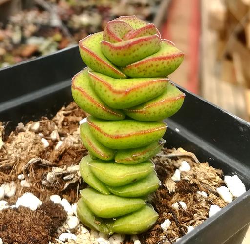 多肉植物【舞乙女玉柱大型钱串单头】防辐射绿植盆栽创意迷你植物