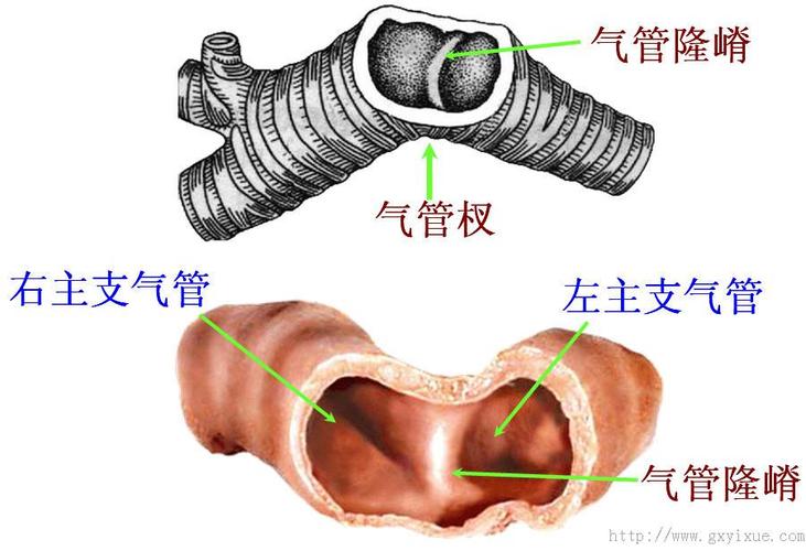 气管与支气管