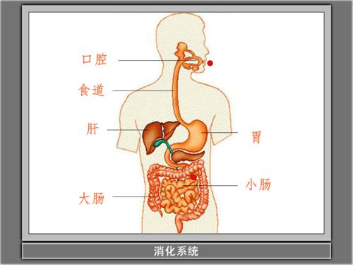 四5《食物在体内的旅行》
