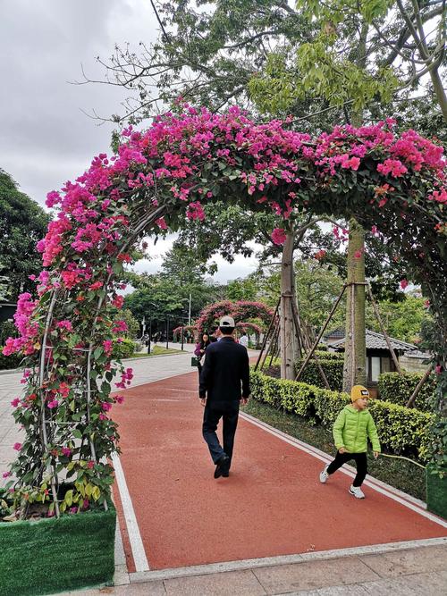 公园里的三角梅娇艳欲滴!