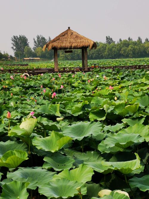 游览焦岗湖风景区